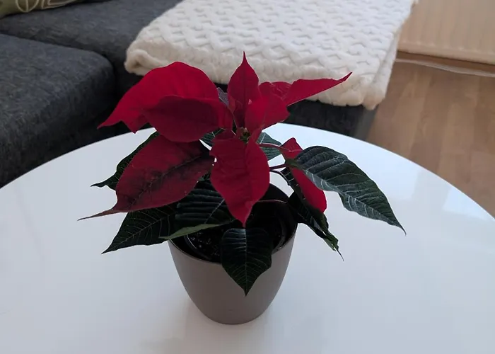 20 - In Centre, Free Parking! *